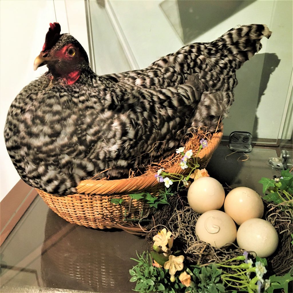 Somerset woman posts pictures of the monster egg her chicken laid